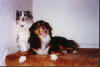 PUPS.JPG (19769 bytes)